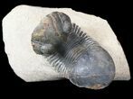 Paralejurus Trilobite Fossil - Foum Zguid, Morocco #53531-2